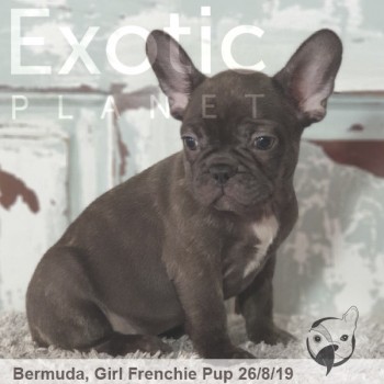 Bermuda Female Chocolate Puppy POA